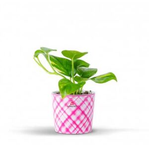 Scindapsus plant planted in a ceramic Pothos